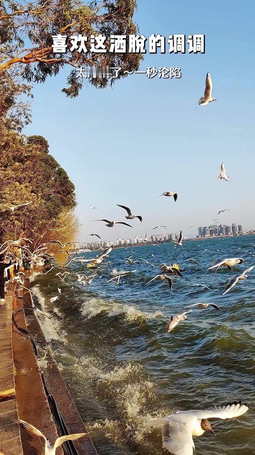 在昆明滇池追海鸥有多治愈？🌅昆明滇池，每年秋冬都有海鸥来此过冬。站在湖边，看着