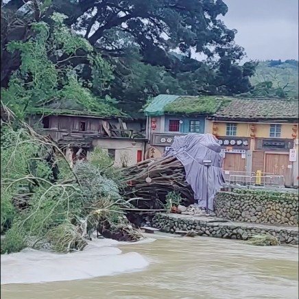 600年“夫妻榕”在云水谣被台风沙德尔连根掀翻，树冠两千平、曾是电影同款地标，看