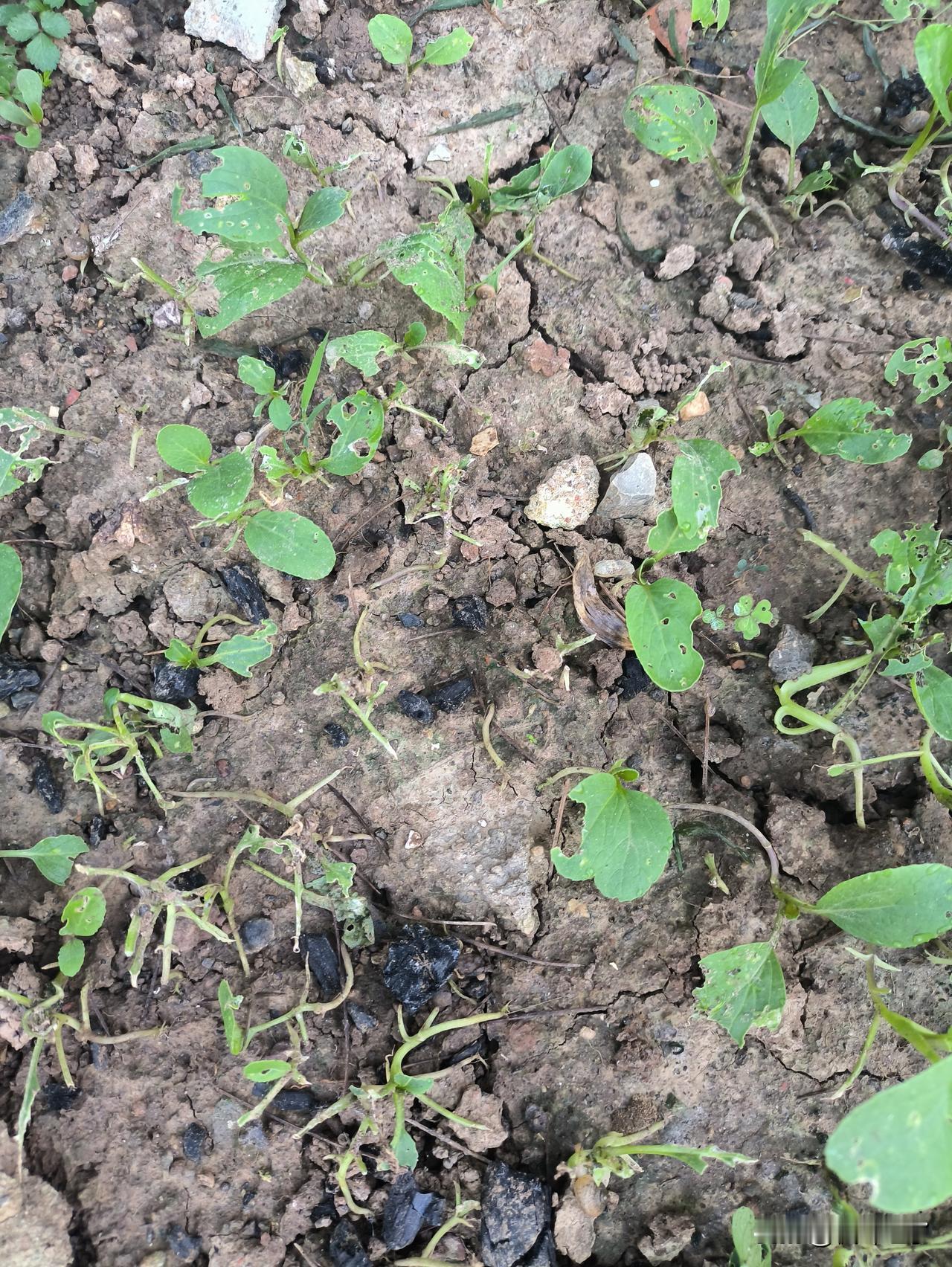 这是我种的小青菜，大概快一个月了，长成了这个样子。

        我撒过草木