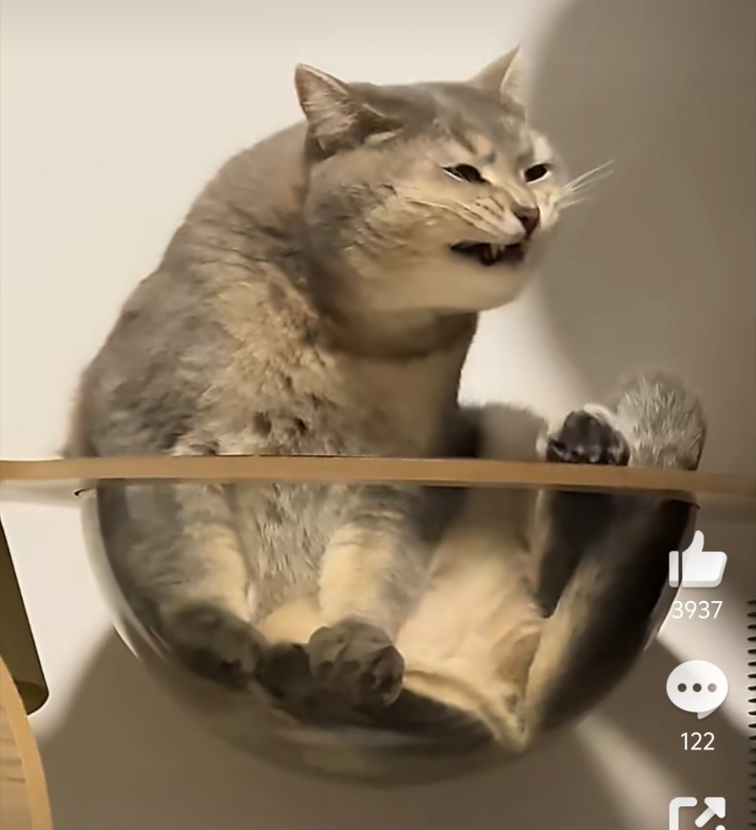 小猫被自己的脚臭到震惊哈哈哈臭到辣眼睛 