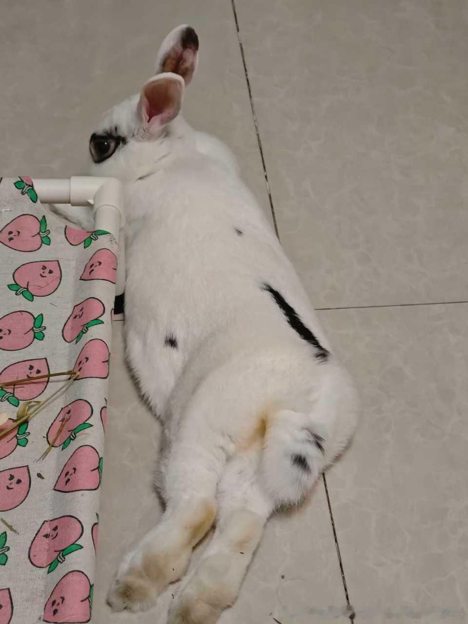 13786🐇【】屁屁肚肚逼人 