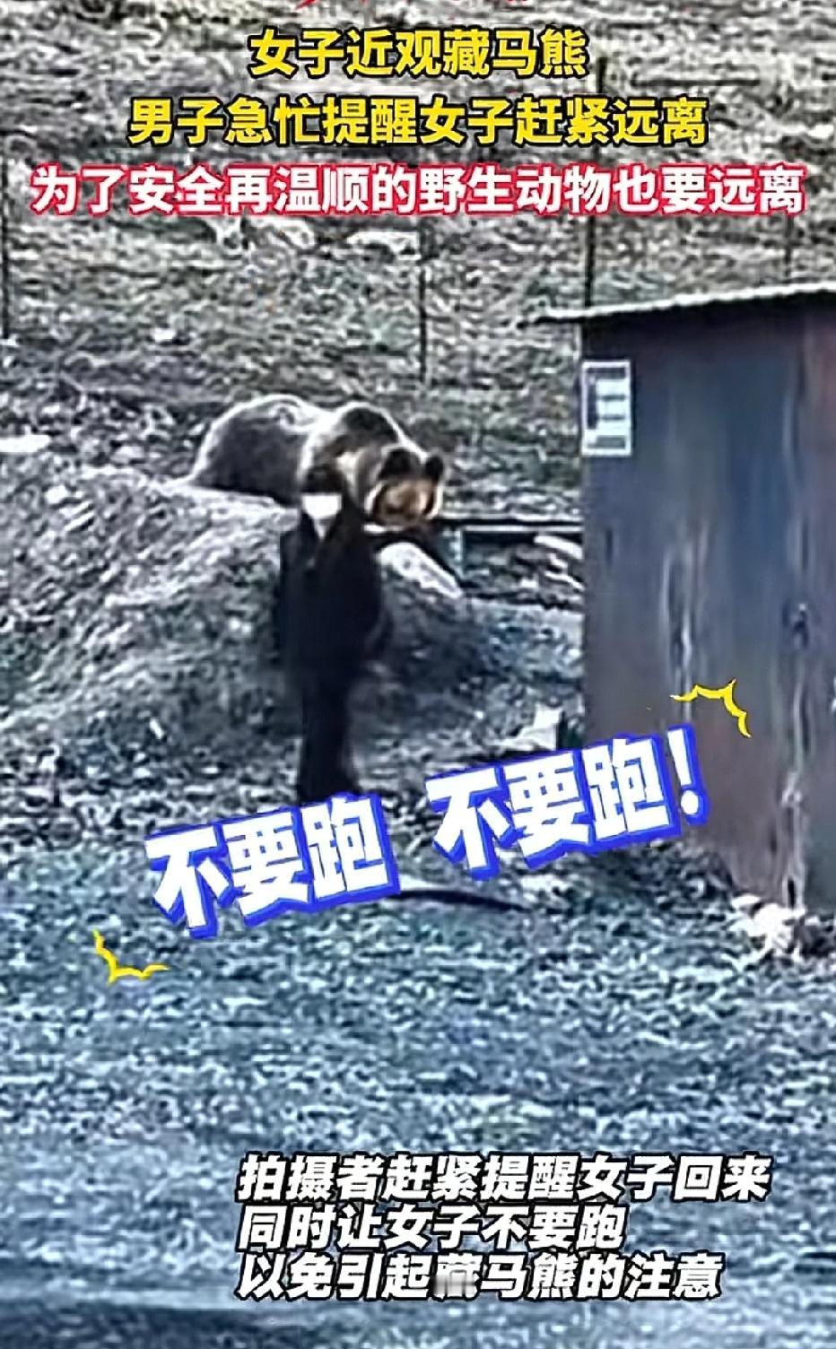 心真大！西藏，女子偶遇藏马熊，她好奇想凑近观察，同行男子被吓得魂飞魄散，急忙提醒