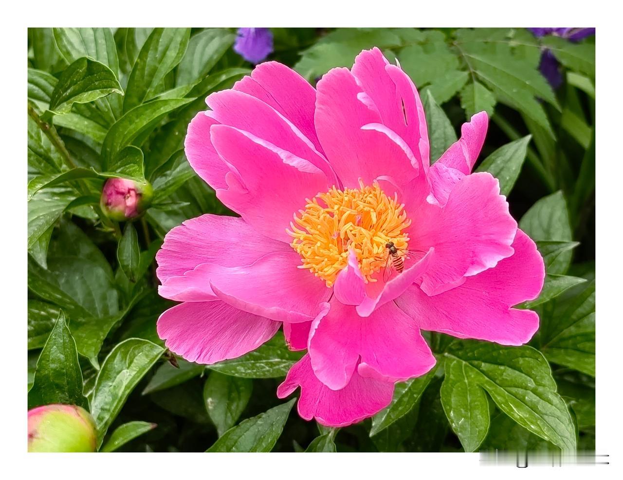 晒图笔记大赛拍蜜蜂要靠碰巧才能拍到