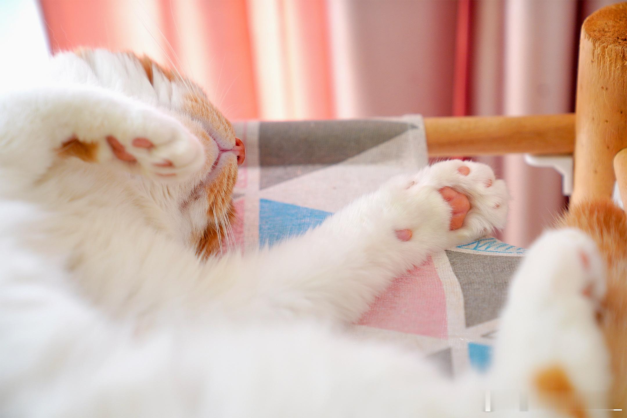 晒太阳的猫~ ​​​
