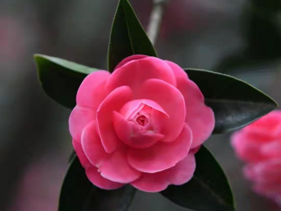 🔥美炸！昆明植物园6000株山茶怒放，春节赏花天花板
  昆明植物园第二十三届