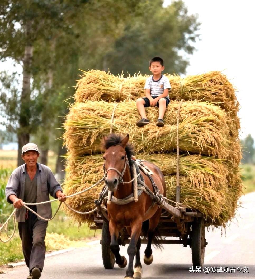 乡村乡土的记忆分享
爷爷拉着马，孙子坐稻捆上晃着腿，条纹短袖蹭着稻芒，乡间公路在