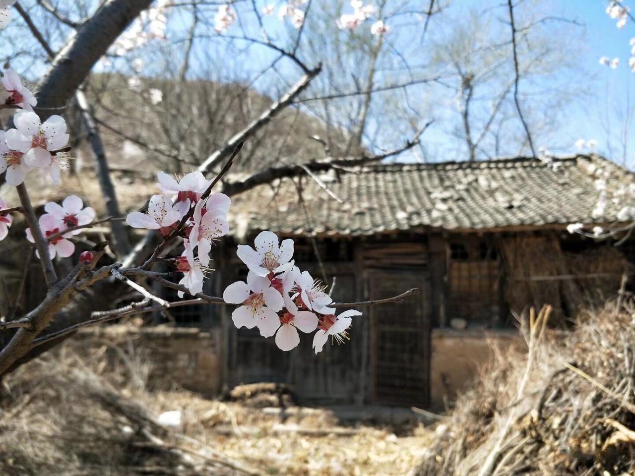 所以本帅要带夜不收去。”戚继光转身，盯着王二狗，“倭寇擅偷袭、擅埋伏、擅伪装。这