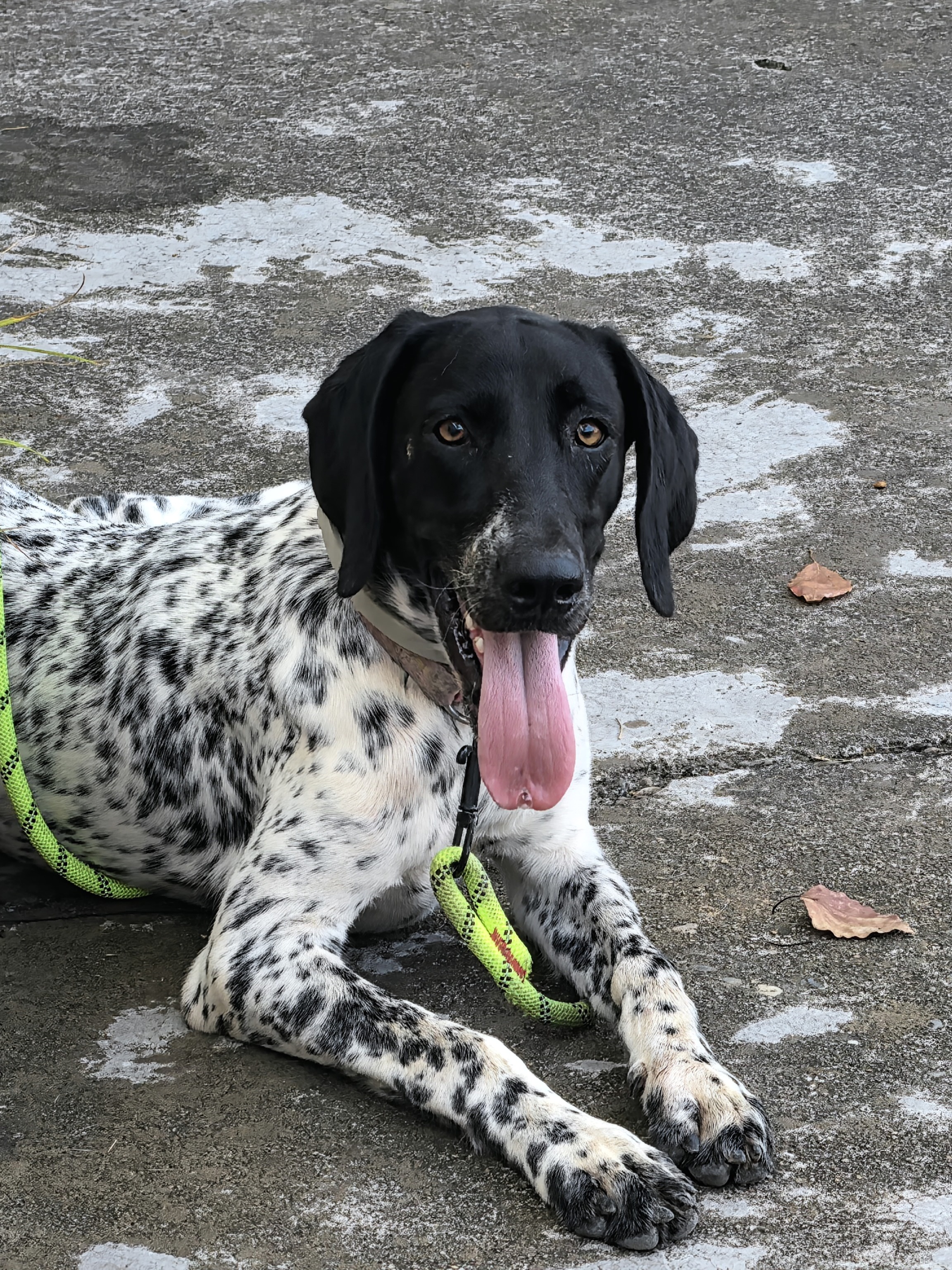 捡了一只被遗弃的波音达犬，6个月大，期待给它寻一个能善待它的好家庭，如果寻不到，