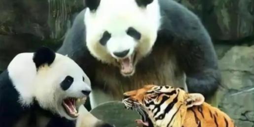 四川曾有老虎，为什么没吃大熊猫？80%的人不知道，老虎就算“饿疯了”，也不会将熊