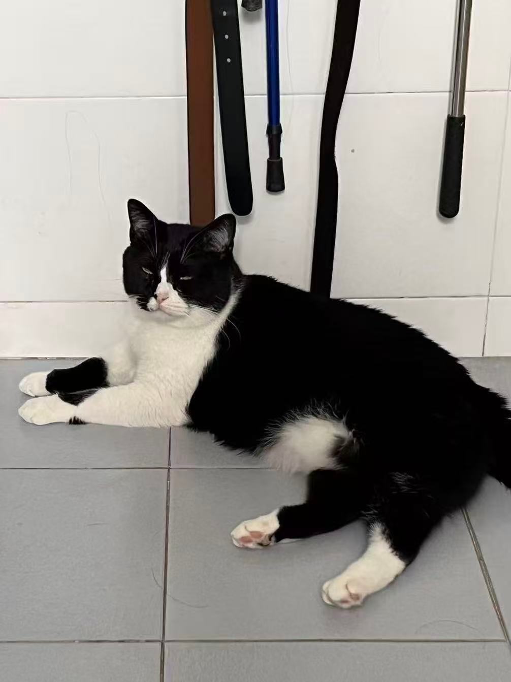 “奶手轻轻一放就是一颗标准的🖤”daily奶牛猫 （投稿：） 