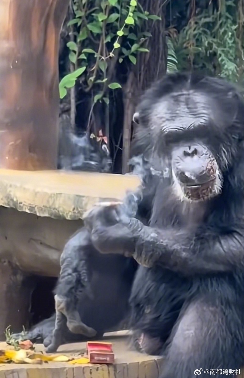 【：若发现会制止，它会藏烟和打火机】11月18日，广西南宁动物园一只大猩猩拿着烟