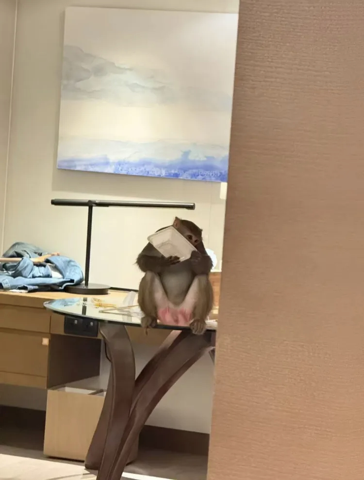 三亚一酒店海景房成猴景房新闻里酒店说了，之前发生过伤人事件。这才是最让人担心的地