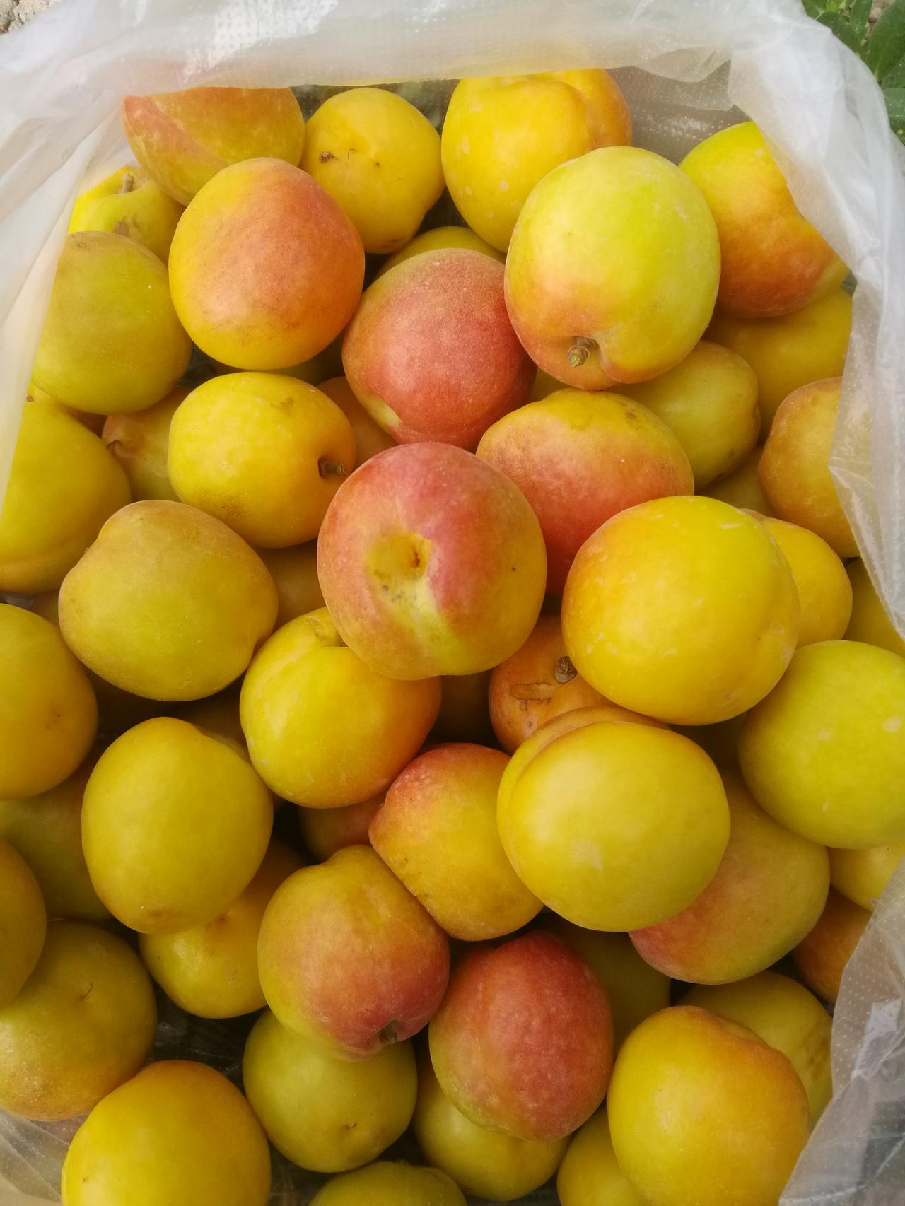 “土豆”用方言在你们那里叫什么甘肃武威土豆叫桑约，玉米叫西磨，南瓜叫窝葫芦，杏子