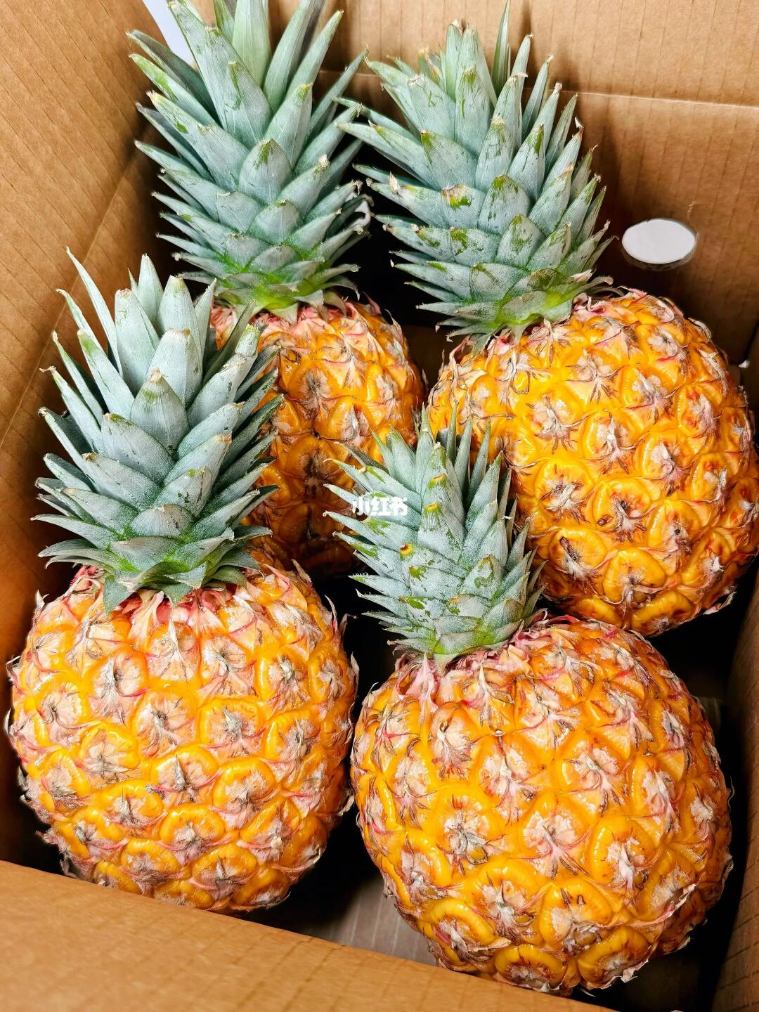 ‼️快看芒果凤梨的避坑指南！别再踩雷了！