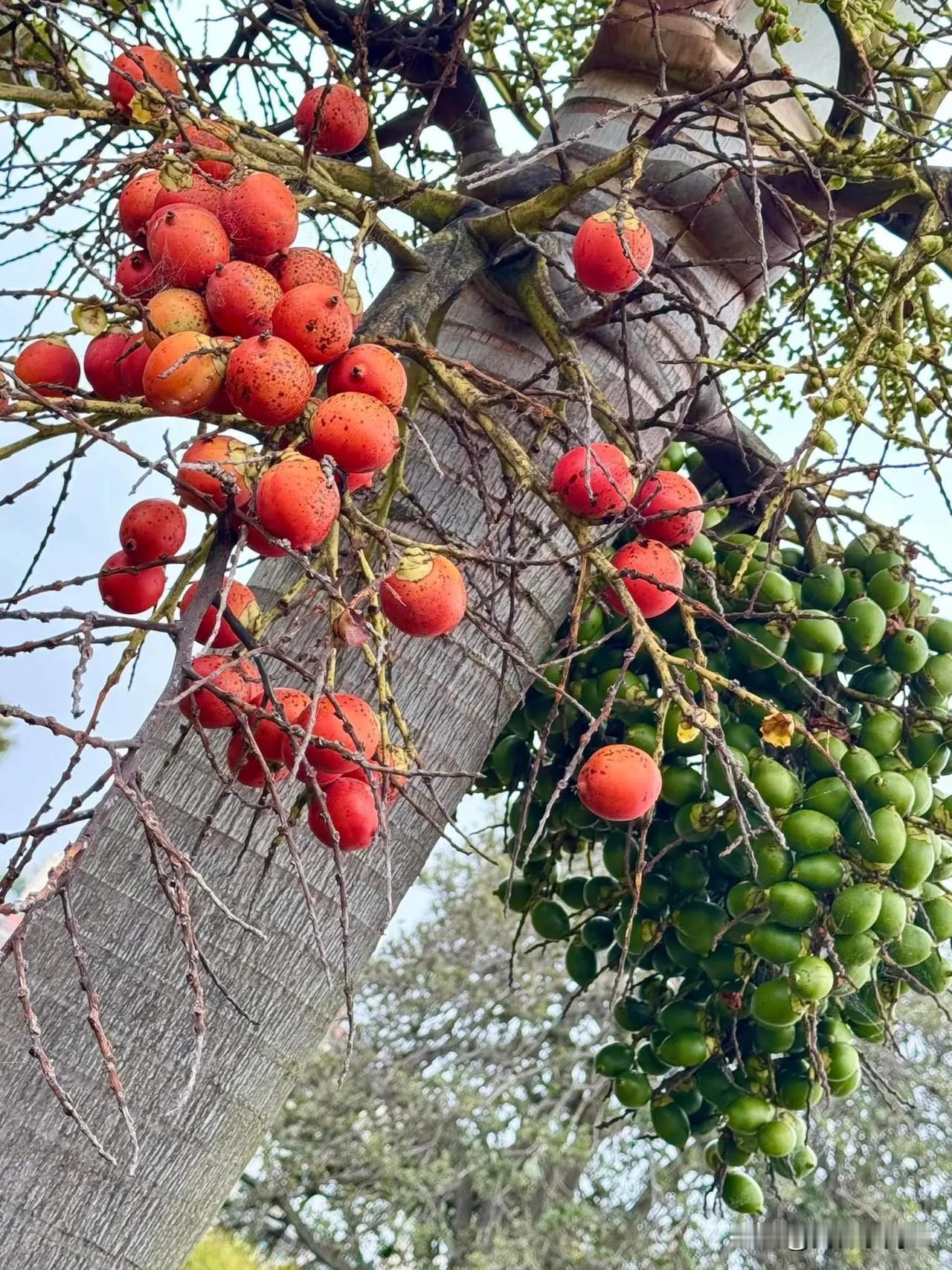 狐尾椰Wodyetia bifurcata 
棕榈科的这种狐尾椰在皇家植物园大门