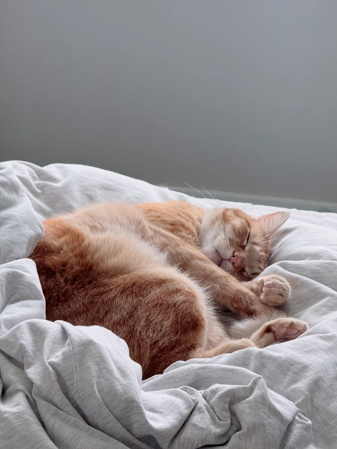 和小猫一起赖床