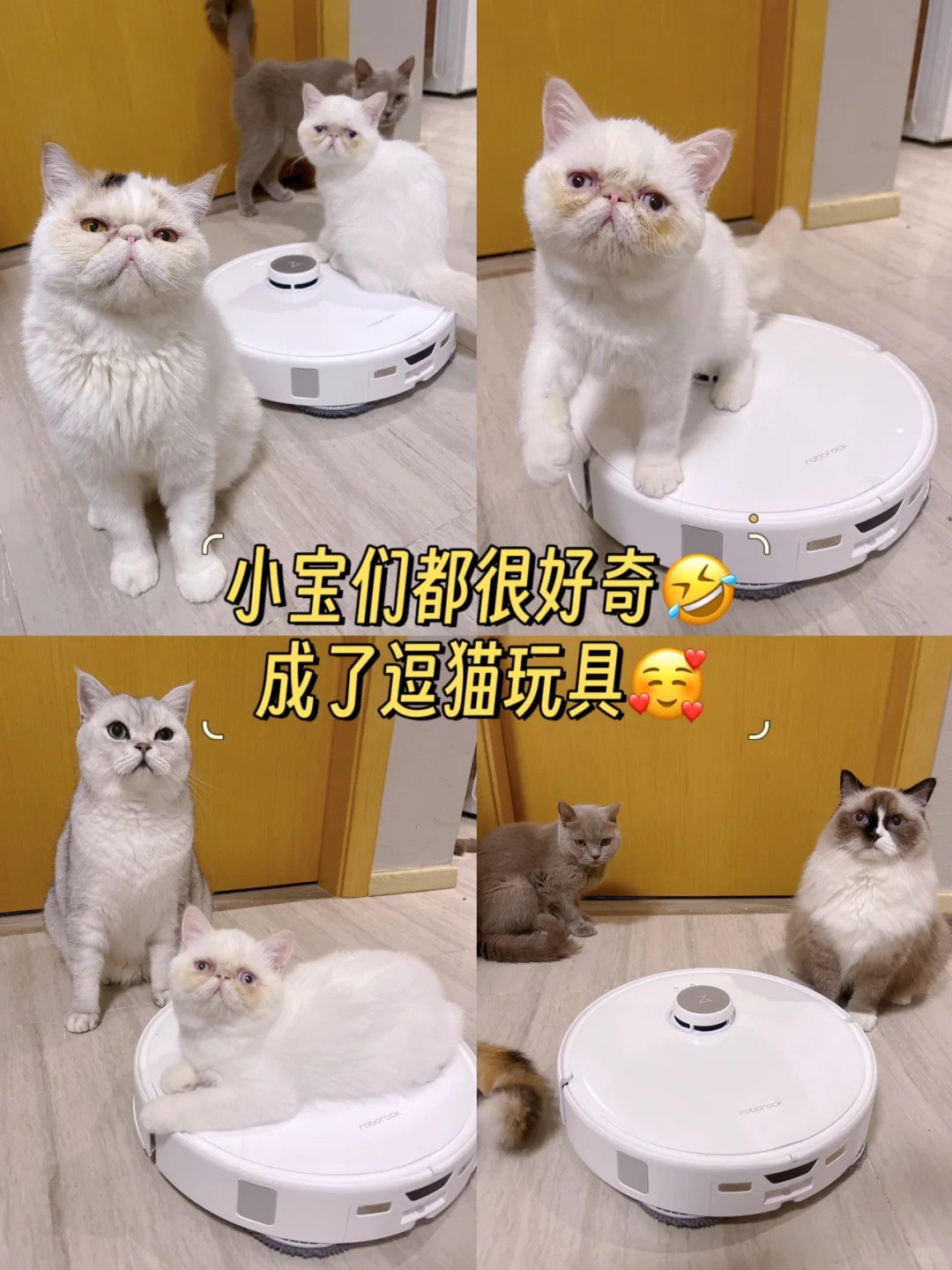 多猫家庭每天扫N次地真的要崩溃了