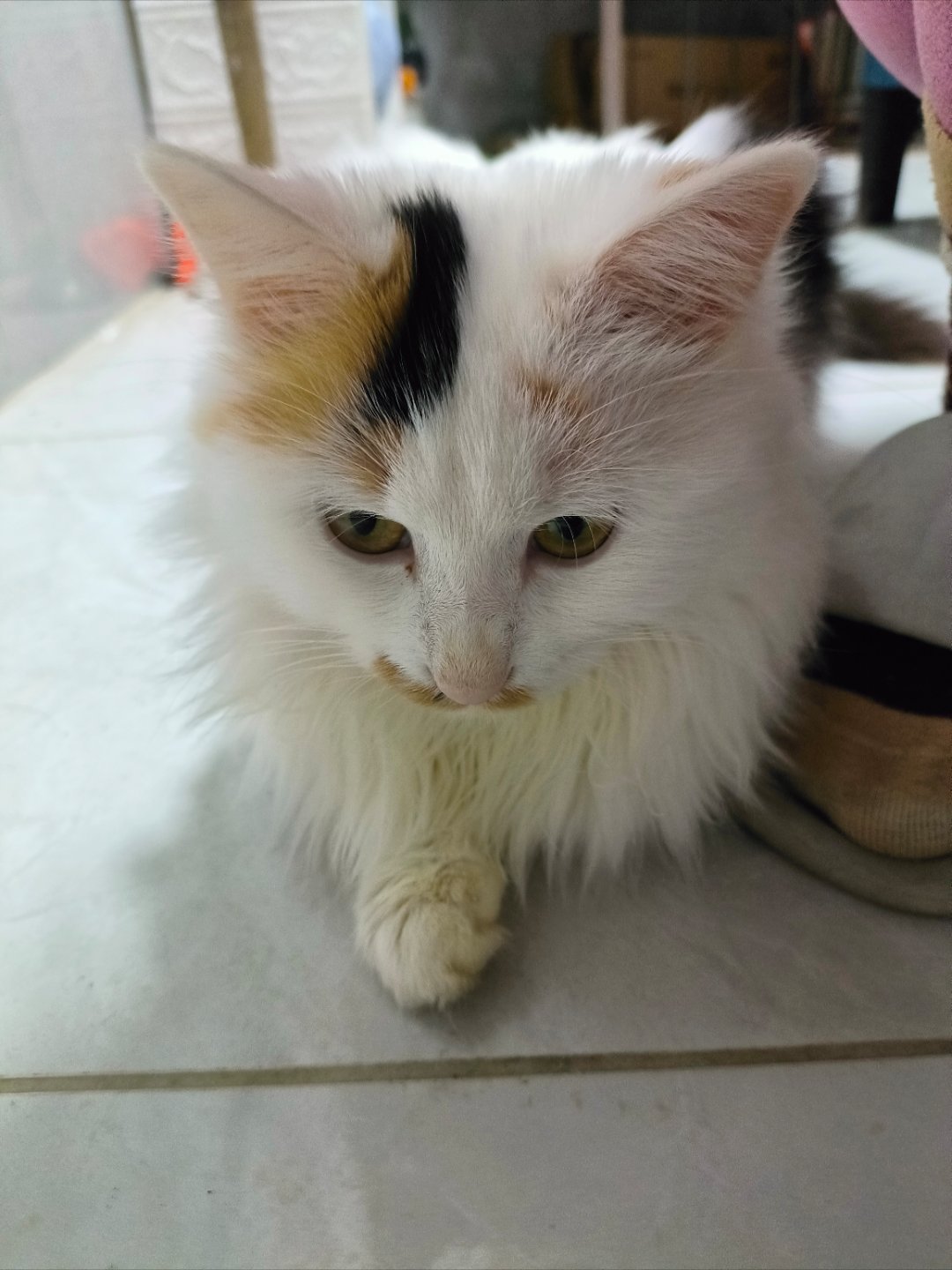 猫咪的心机小测试：睡前贴贴的是真爱，偷喝杯子水的是独宠，拆家后躲你身后的，绝对把