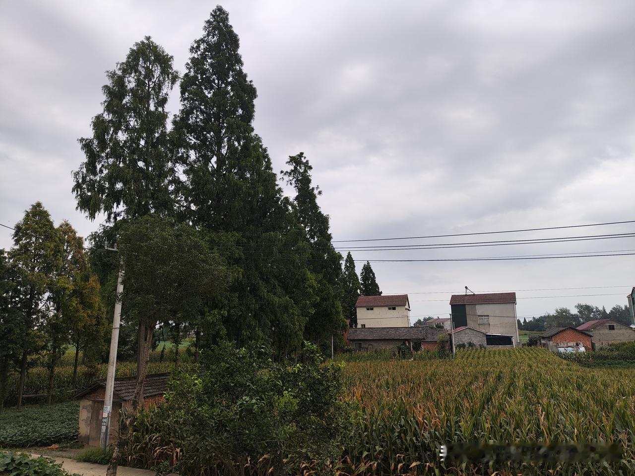 乡村
乡愁
乡音无改鬓毛衰
乡村美景风光照 农家风景随手拍 乡村老家的美景 乡村