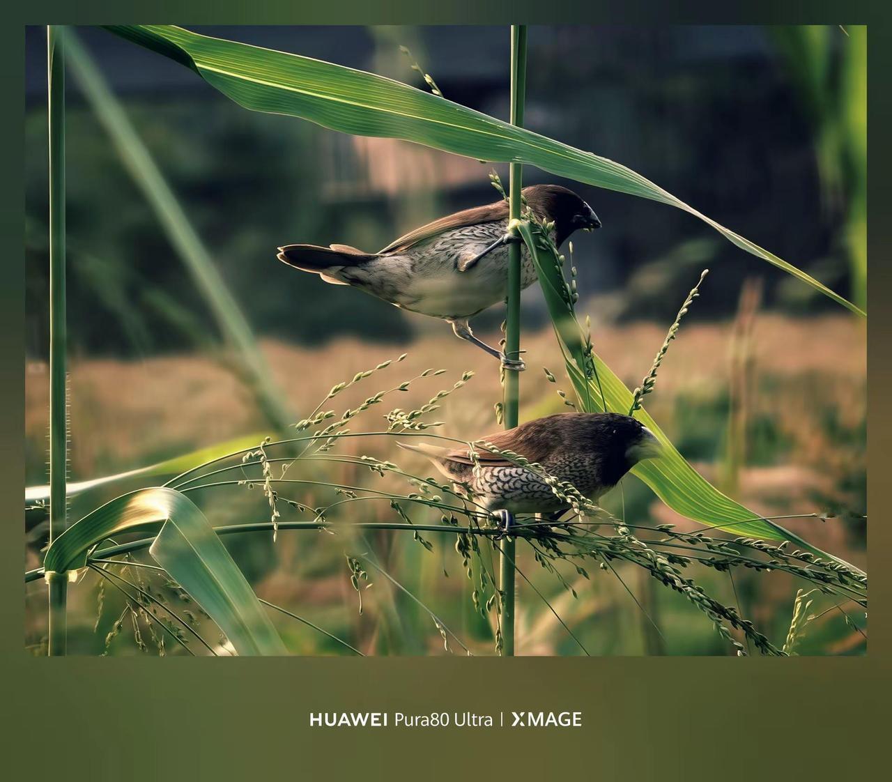 Pura80ultra XMAGE影像。Pura80ultra开启打鸟模2026