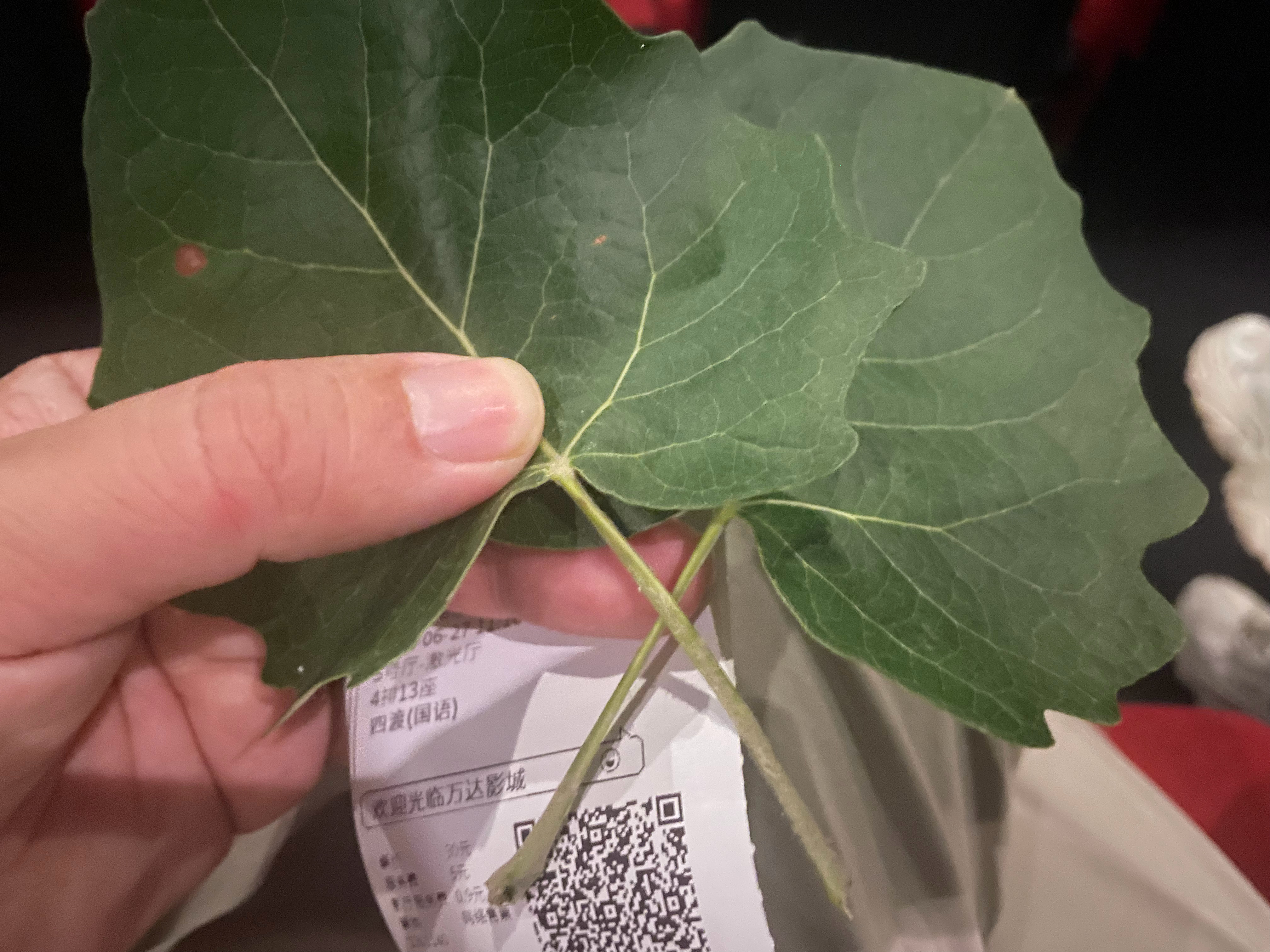 谁能想到呢，如今的小孩儿都不玩勒树叶梗了哎。 