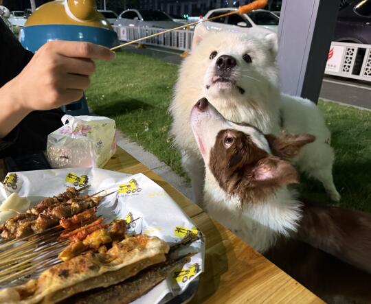 小狗深夜烧烤🍖