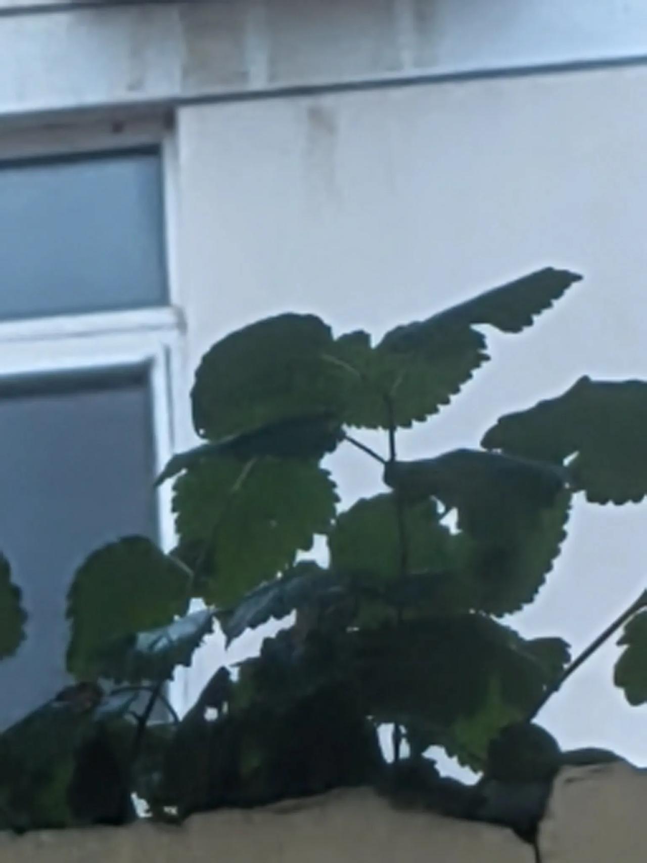 墙头草。
