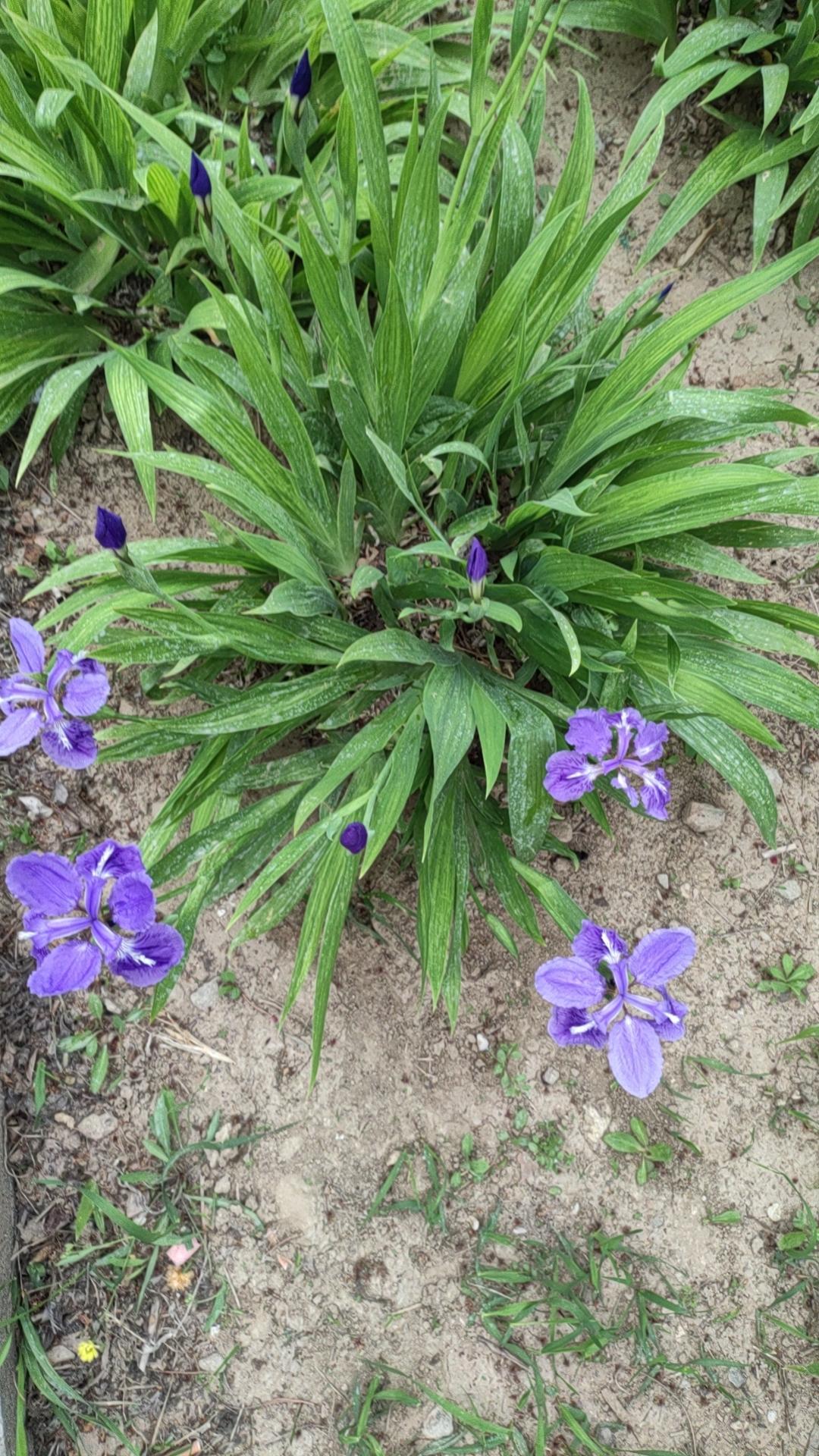 春天里，阳光明媚，春暖花开，小区旁边的公园有很多花草树木，其中蓝色鸢尾甚是美丽，