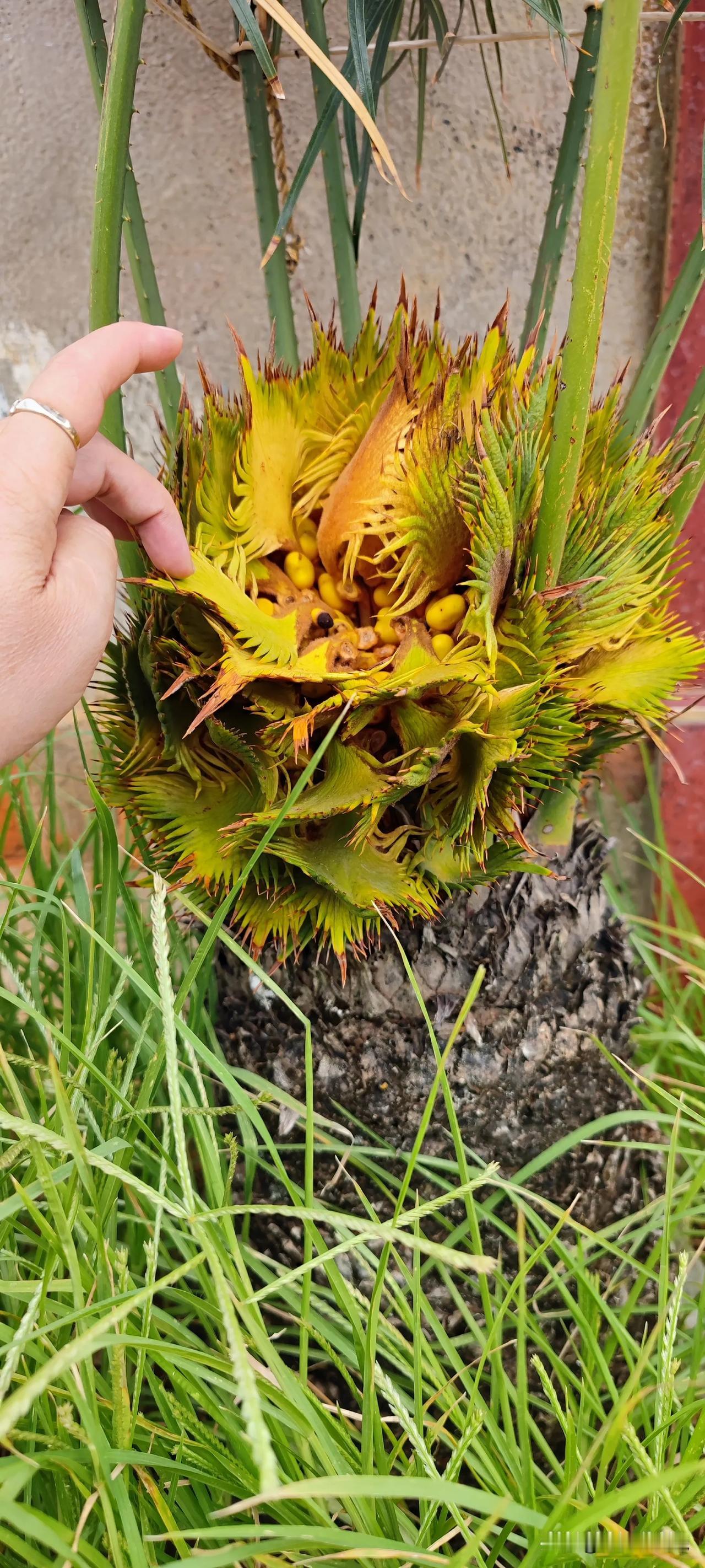 铁树开花怎么说？