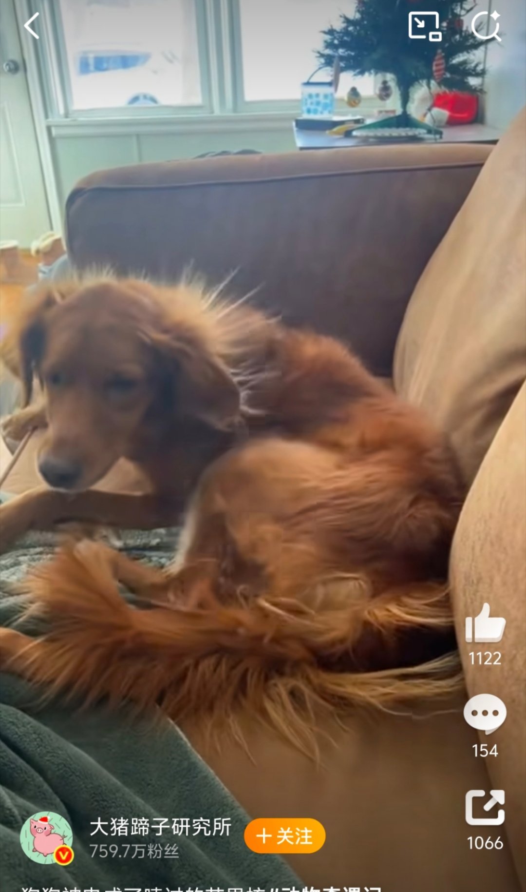 狗狗被电成了嗦过的芒果核毛儿都炸起来了