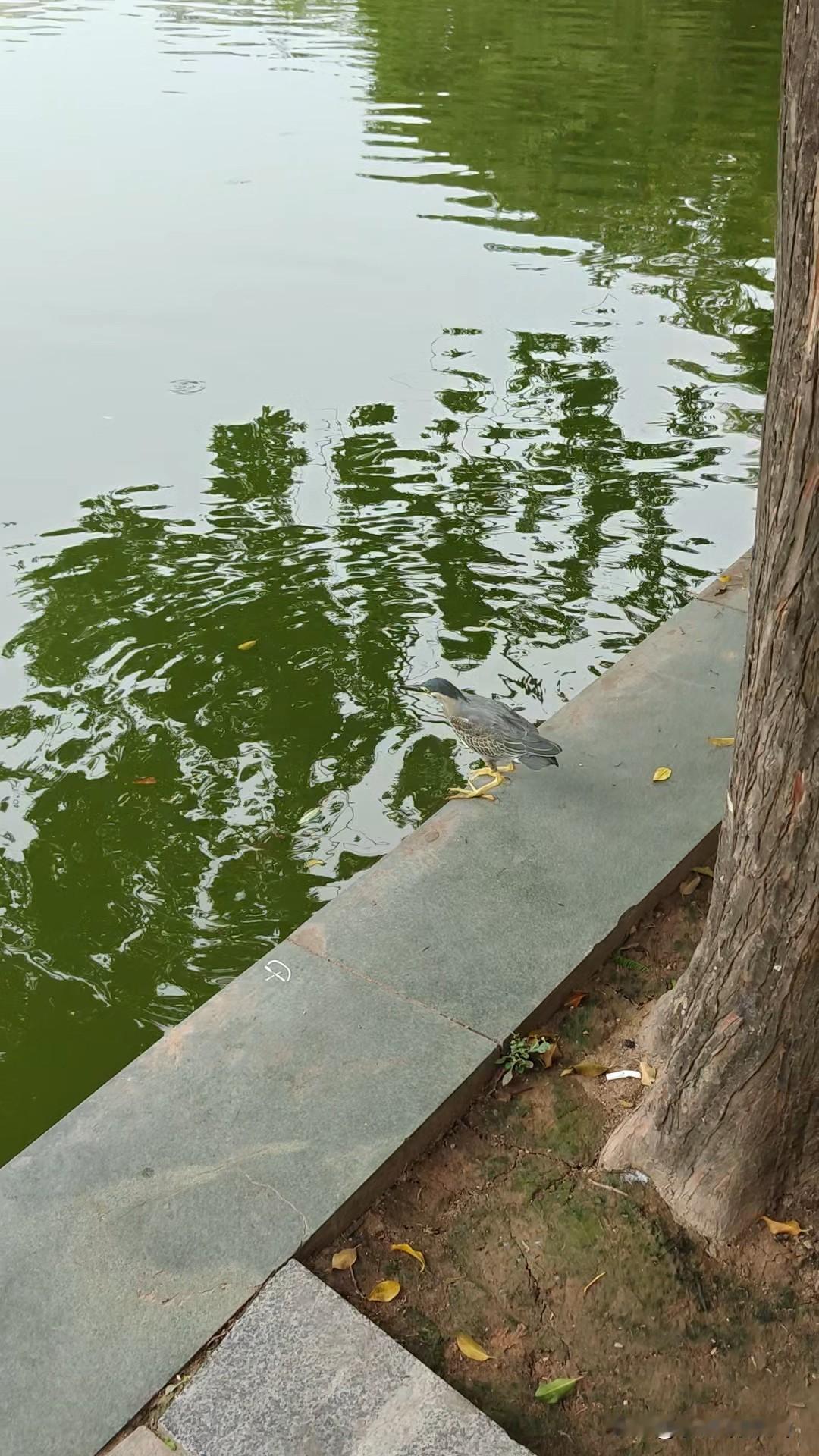 在越南河内见到一个很大的鸟，那场景至今难忘。当时我正漫步在街边，突然一只巨鸟从头