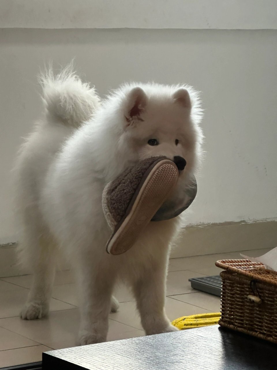 快起床了！难道衣服也要我帮你穿吗？没有小狗你怎么办耶！ 