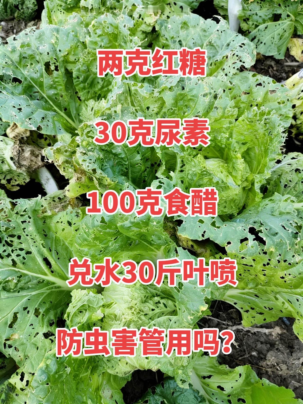 不花钱的青菜防虫小妙招，让蔬菜一个虫眼儿也没有：两克的红糖，100克食醋，30克