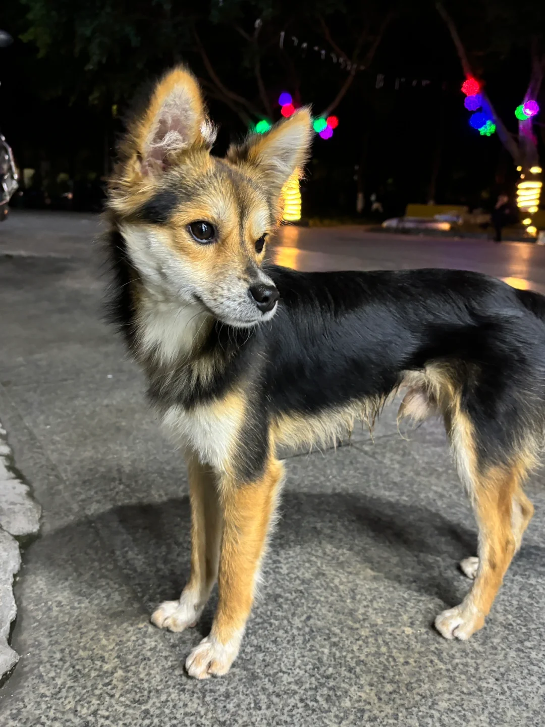 猫狗大战：常驻民花花与坏狗小黑的爱恨情仇