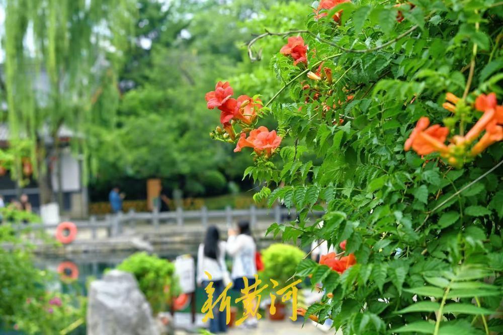 5月22日，初夏的泉城，五龙潭公园凌霄花花开正艳，橙红花朵攀附泉畔岩石，在枝头摇