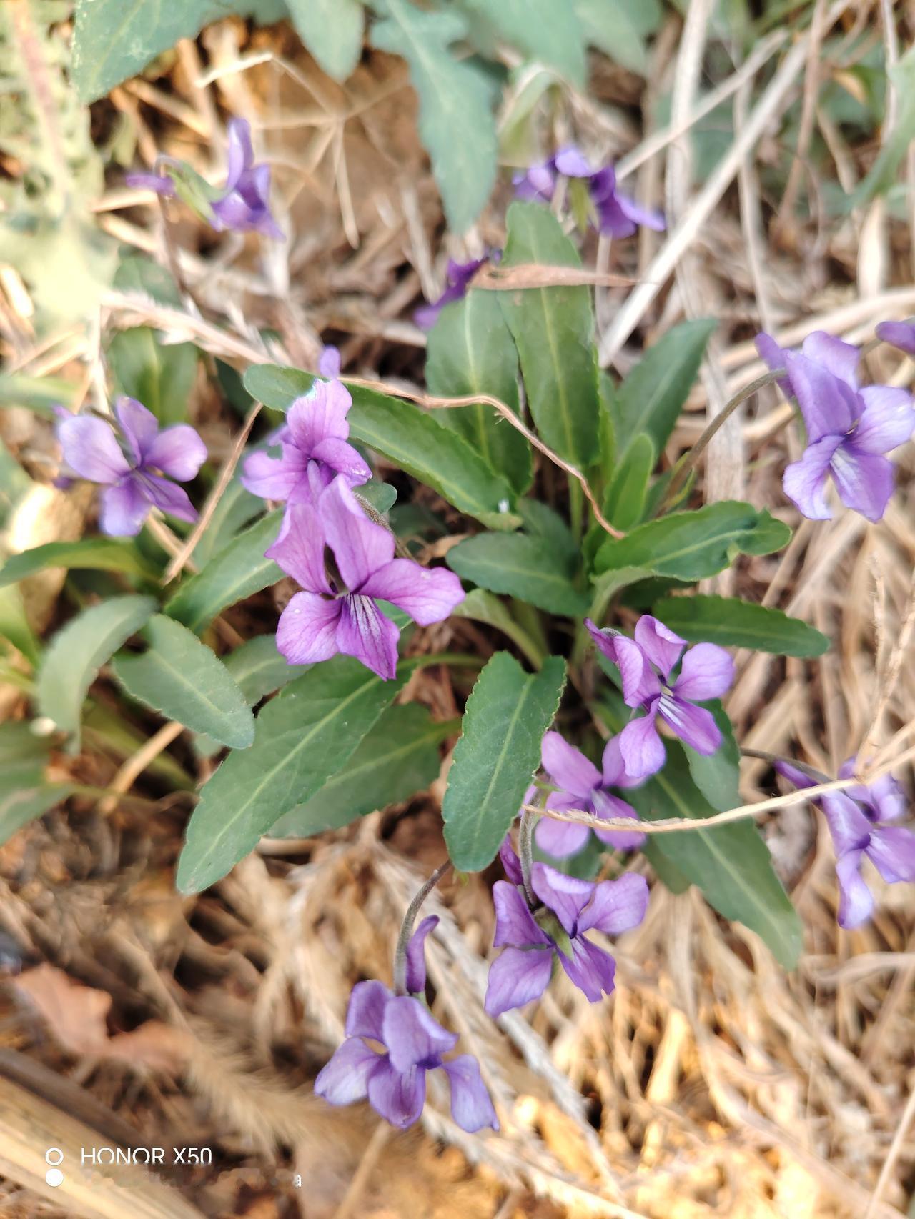 春天来了，万物复苏，各种各样的野花开了，黄色、紫色、紫色、白色，它们各显风姿，