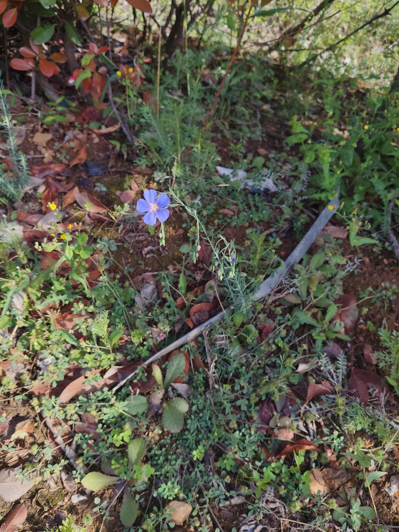 这朵孤零零的小蓝亚麻，生在杂乱荒坡、满地枯叶之间，没人浇水施肥，没人驻足欣赏，连