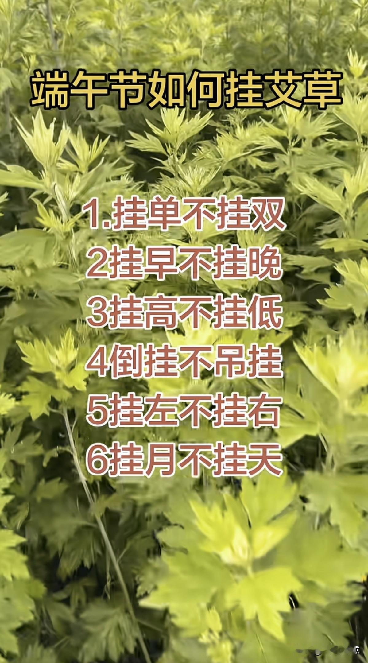 端午挂艾草，6个禁忌要记牢！记得点赞收藏转发，谢谢