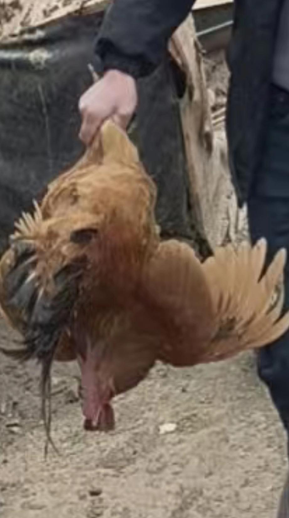 大公鸡8斤3两，杀了真可惜。