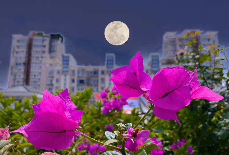 近来，“馨漪婉风”的诗热度颇高。就拿《七绝•明月花语》来说，“寂月无声照故园，寒