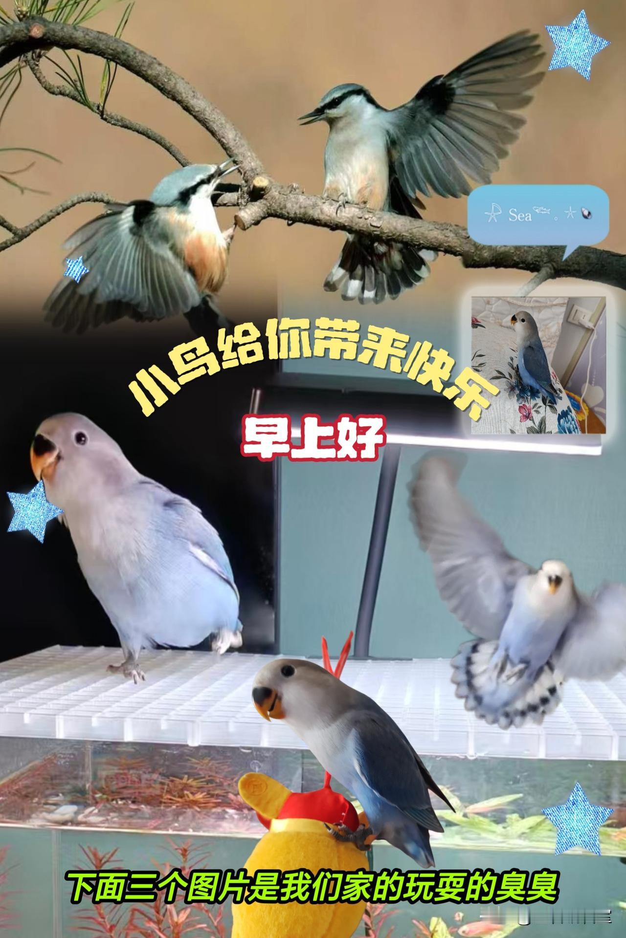 大家早上好！武汉天气炎热，借止窗口给你带去我家养的牡丹鹦鹉快乐与轻松的调皮图片，
