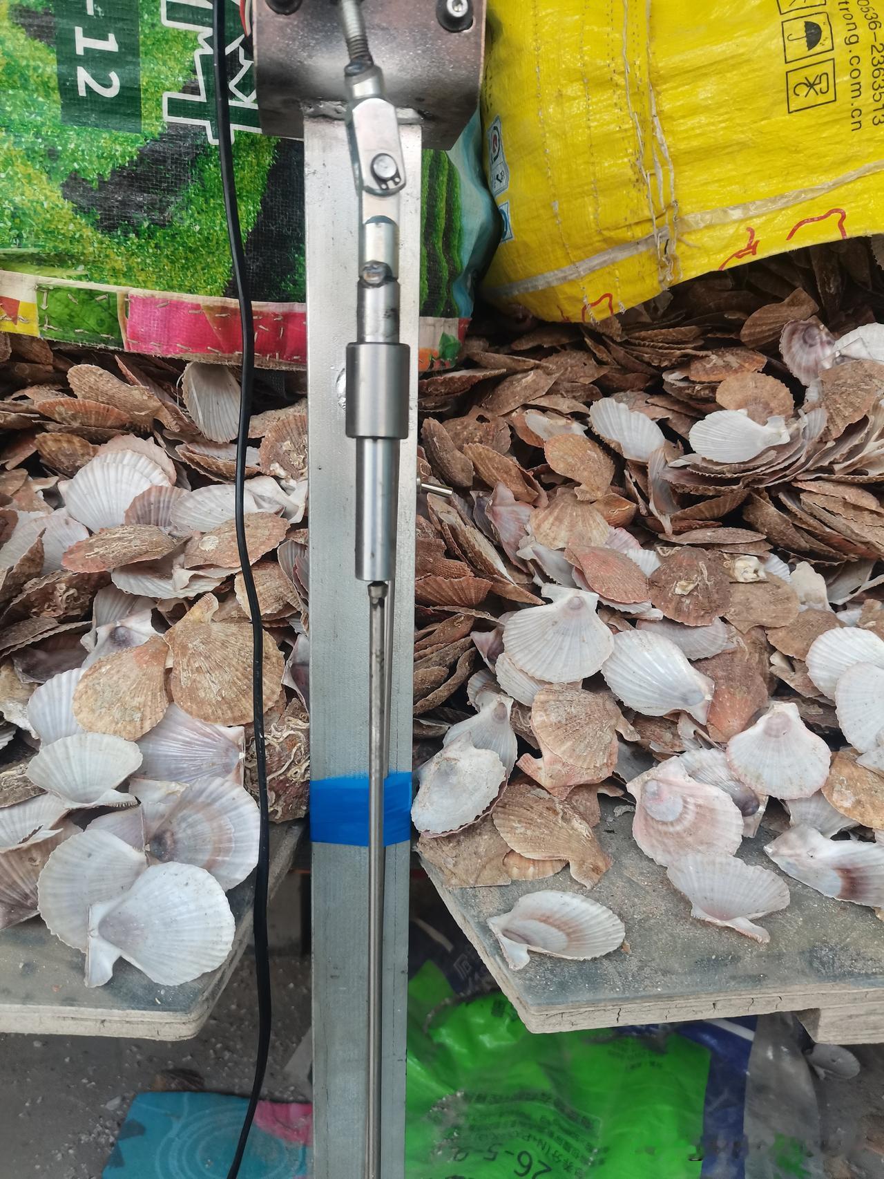 干了8天手工活，一共挣了500块钱了。
串扇贝串，一串3毛4。用这个小机器来串。