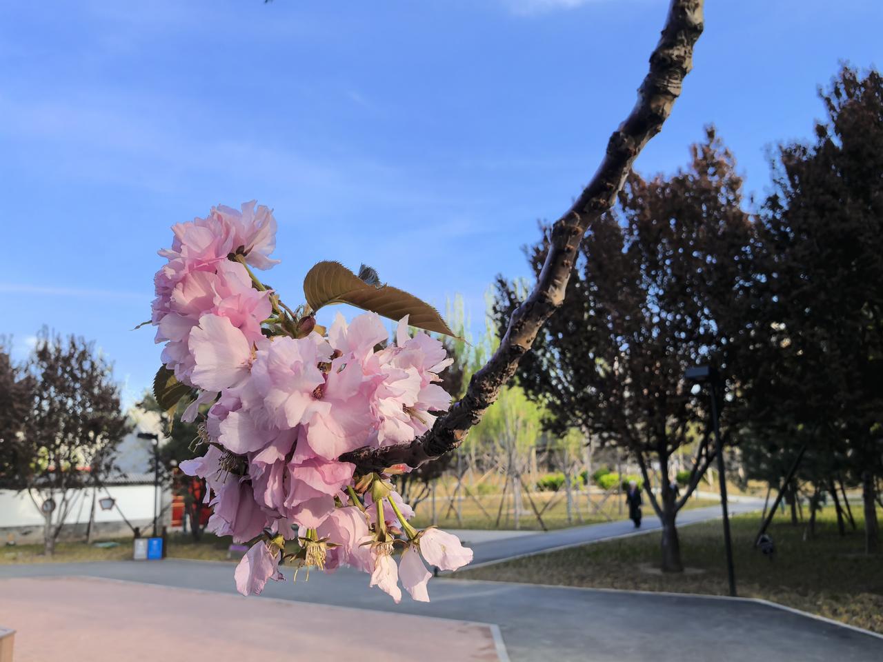 四月份的庆丰公园风景如画
公园美丽景随拍