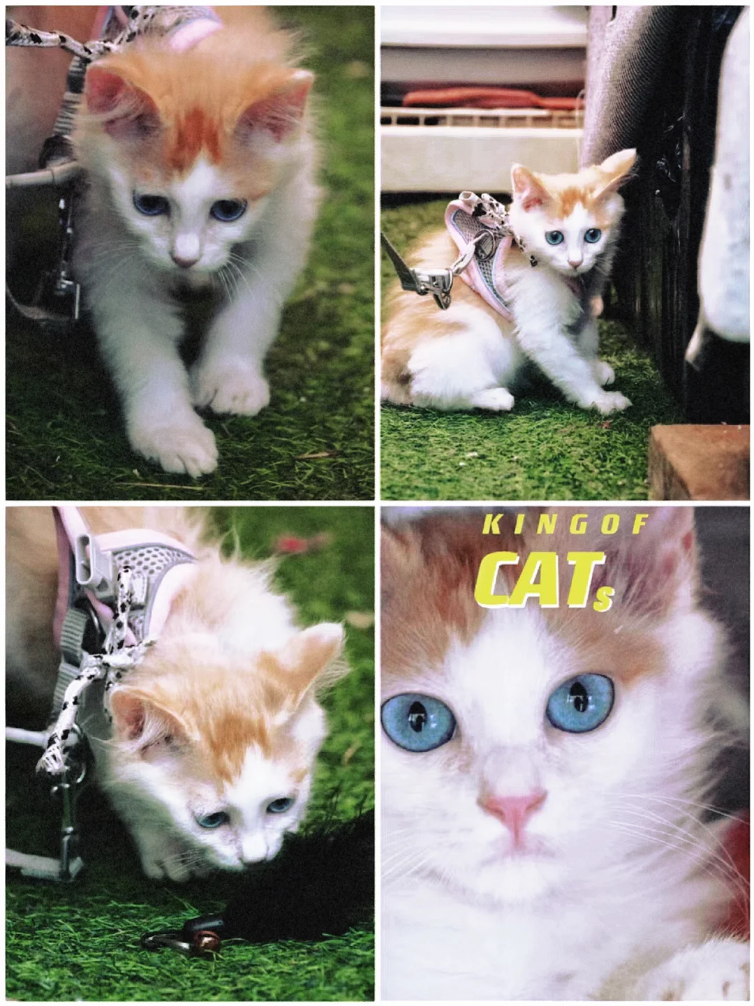 带美瞳的各色美猫，坐标北京找领养