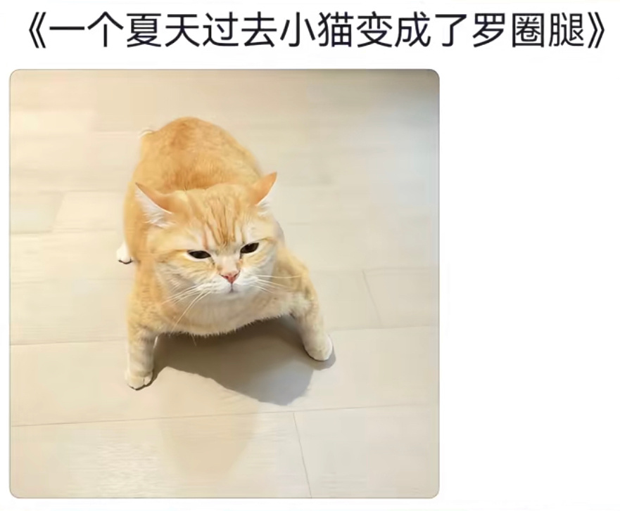 小猫骑冬瓜后遗症一个夏天过去，咪变成了罗圈腿可爱小猫可爱小猫