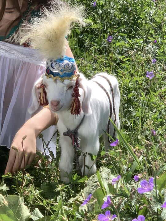 “在那拉提的草原上被小羊‘碰瓷’了！🐑