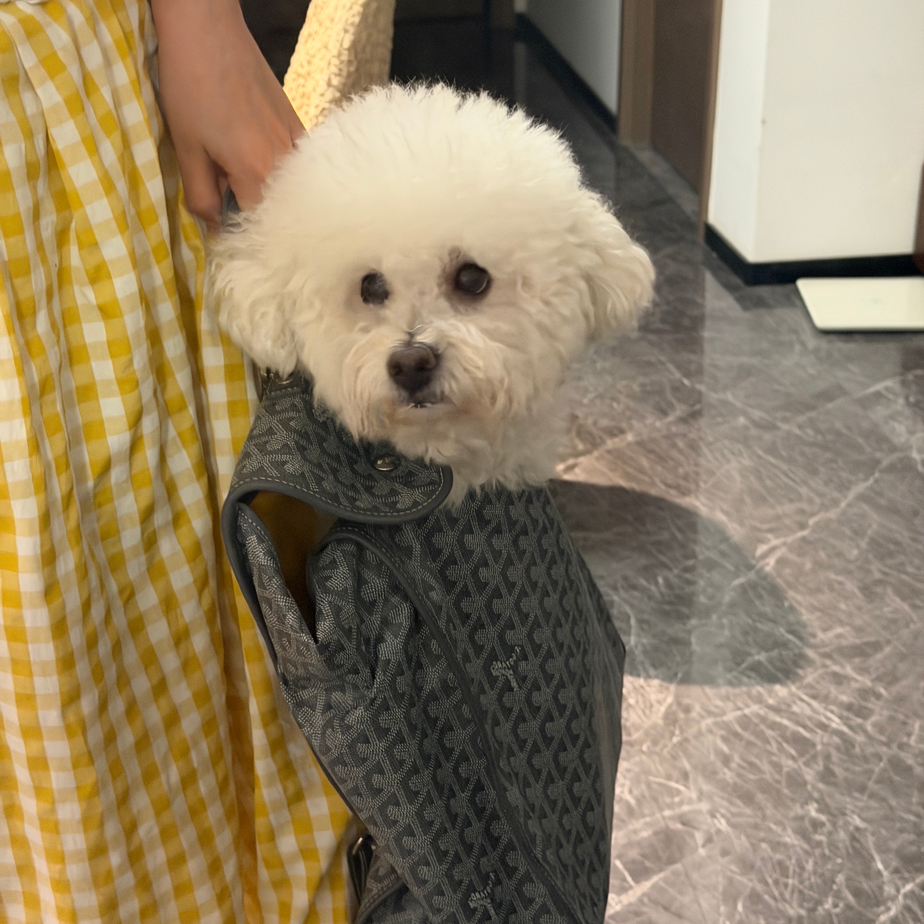 把朋友家小狗🐶偷走