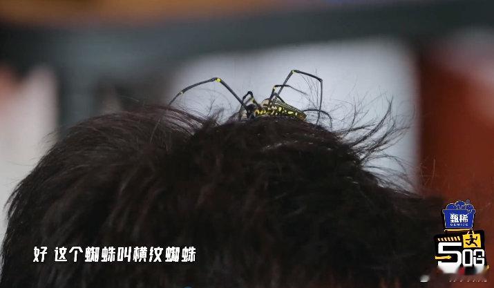 邓超脸上长蜘蛛了 别人cos蜘蛛侠靠道具，超哥直接上“活体妆造”，这波硬核操作真