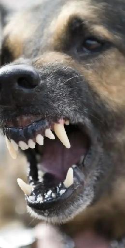 上海浦东一老太凌晨擅闯他人承包的封闭鱼塘，
被两条寄养在此的恶霸犬（已列入禁养烈