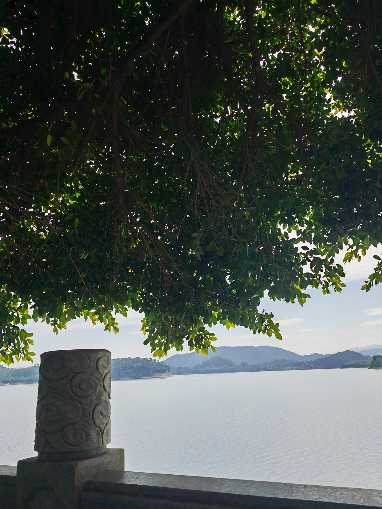 秋天过去了！树还很绿，没有黄叶，没有纷纷扬扬的黄橙橙一大片。
       但秋